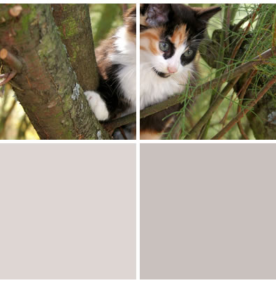Katze am Baum